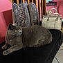 bench, black_bench, cat, cozy, domestic_cat, floor_tiles, furniture, gray_cat, home_interior, indoor, patterned_pillows, pet, pillows, pink_wall, relaxed, resting_cat, side_view, tote_bag, wooden_chairs, yellow_eyes
