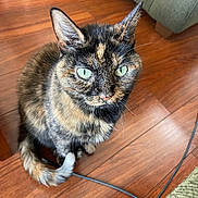 Brook joined the competition — help win amazing prizes! cat, tortoiseshell, green_eyes, pet, indoor, wooden_floor, couch, tail, whiskers, ears, fur, animal, domestic_cat, curious, sitting, closeup, floor, cord, feline, mammal