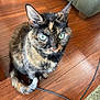 cat, tortoiseshell, green_eyes, pet, indoor, wooden_floor, couch, tail, whiskers, ears, fur, animal, domestic_cat, curious, sitting, closeup, floor, cord, feline, mammal