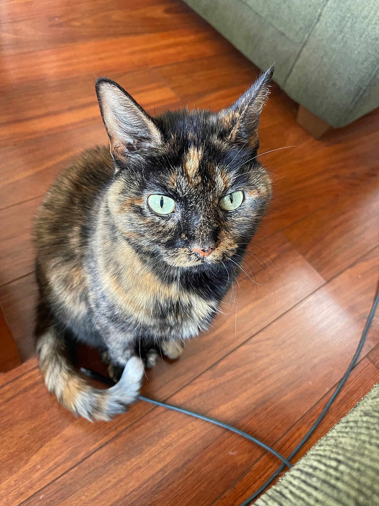 Brook joined the competition — help win amazing prizes! cat, tortoiseshell, green_eyes, pet, indoor, wooden_floor, couch, tail, whiskers, ears, fur, animal, domestic_cat, curious, sitting, closeup, floor, cord, feline, mammal