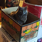 Pepper joined the competition — help win amazing prizes! animal, box, cardboard_box, cat, closeup, clothes, container, curious, domestic_cat, feline, floor, gray_cat, household, indoor, laundry_hamper, orange_graphics, pet, sitting, stacked_boxes, storage