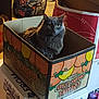 animal, box, cardboard_box, cat, closeup, clothes, container, curious, domestic_cat, feline, floor, gray_cat, household, indoor, laundry_hamper, orange_graphics, pet, sitting, stacked_boxes, storage