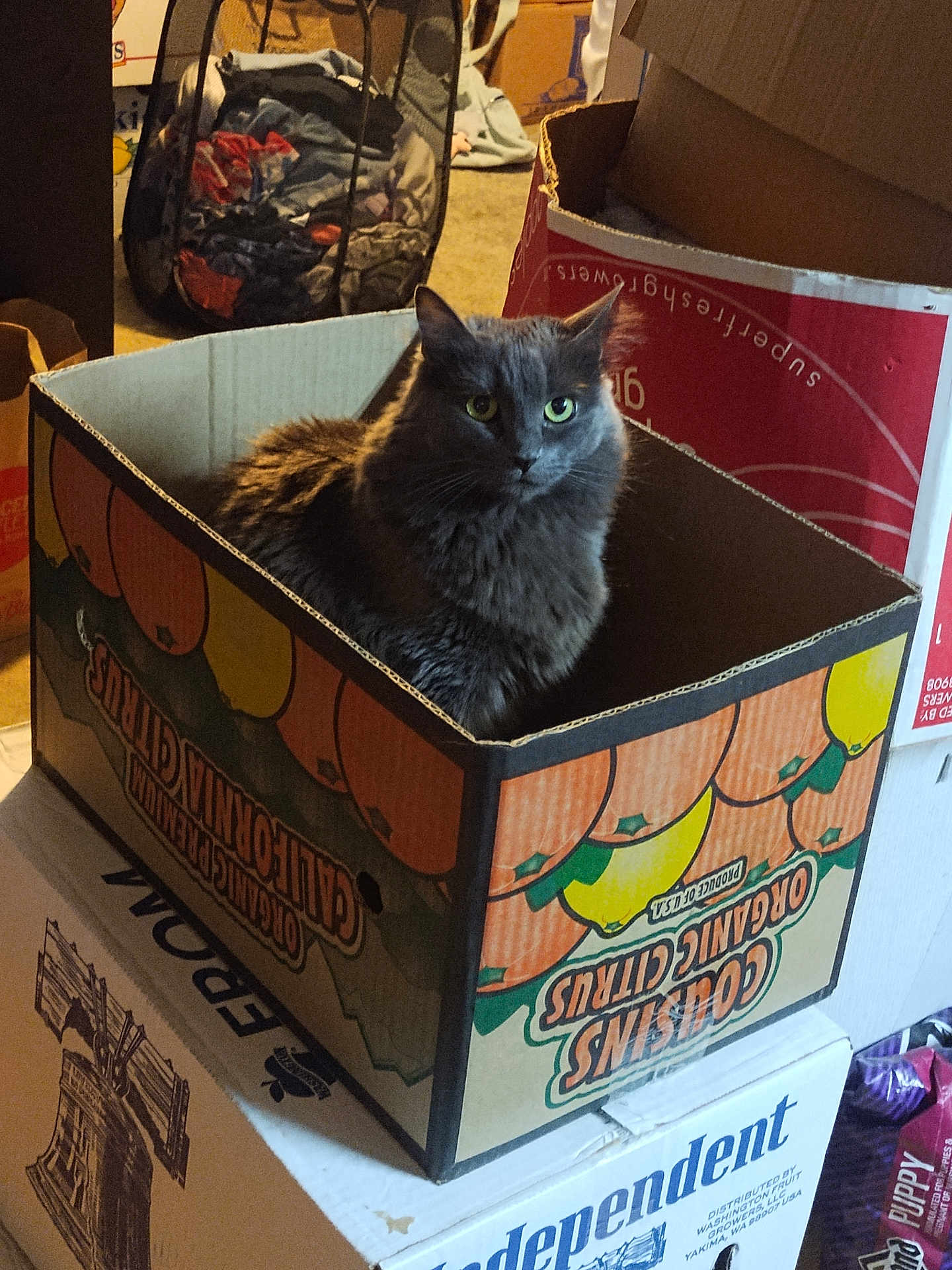 Pepper