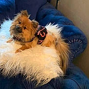 Coco joined the competition — help win amazing prizes! dog, small_dog, fluffy, long_hair, brown_fur, tan_fur, pet, animal, sitting, lying_down, head_tilt, looking_at_camera, black_clothing, pink_accents, white_throw, blanket, blue_armchair, indoors, furniture, portrait