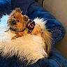 dog, small_dog, fluffy, long_hair, brown_fur, tan_fur, pet, animal, sitting, lying_down, head_tilt, looking_at_camera, black_clothing, pink_accents, white_throw, blanket, blue_armchair, indoors, furniture, portrait