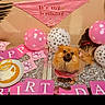 Coco joined the competition — help win amazing prizes! dog, birthday, party, balloons, cake, decorations, pink, fluffy, small_dog, pet, animal, portrait, indoors, table, festive, paw_prints, banner, greeting_cards, glitter, celebration