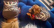 Coco is registered to the contest to win money with this photo: dogs, small_dogs, fluffy, brown_fur, christmas, holiday, sweaters, matching_outfits, pet_fashion, cushion, blue_couch, tufted_furniture, white_blanket, indoor, living_room, piano_keys, rug, cozy, festive, portrait