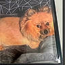 Coco joined the competition — help win amazing prizes! dog, orange_dog, fluffy, small_dog, portrait, framed_picture, wall_art, indoor, home_decor, glass, reflection, black_frame, animal, canine, fur, face, eyes, nose, lying_down, orange_fur