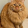 cat, orange_cat, fluffy, long_hair, indoor, pet, animal, feline, whiskers, ears, face, eyes, nose, paws, sitting, domestic_animal, cute, mammal, fur, portrait