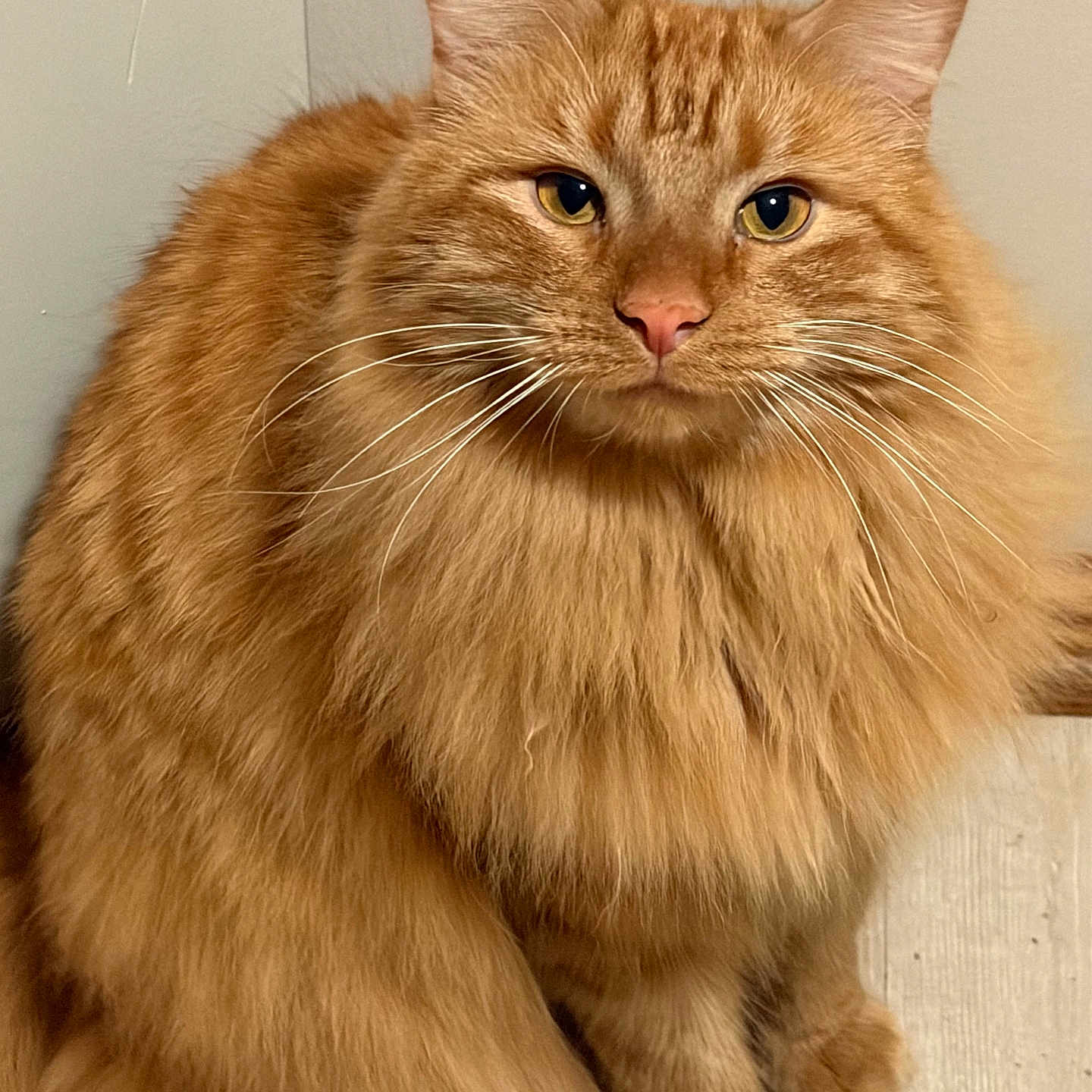 Sten joined the competition — help win amazing prizes! cat, orange_cat, fluffy, long_hair, indoor, pet, animal, feline, whiskers, ears, face, eyes, nose, paws, sitting, domestic_animal, cute, mammal, fur, portrait