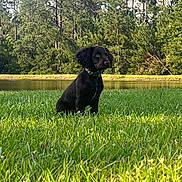 Ellie joined the competition — help win amazing prizes! animal, black_dog, calm, canine, collar, daylight, dog, field, grass, greenery, landscape, nature, outdoor, pine_trees, pond, puppy, scenery, sitting, trees, young_dog
