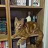 cat, ginger_cat, bookshelf, books, indoor, pet, feline, wood, shelf, curious, orange_cat, animal, resting, domestic_cat, furniture, portrait, cute, looking_at_camera, home, cozy