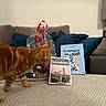 Roukin participe au concours pour gagner de l'argent avec cette photo : cat, orange_tabby, book, gift_wrap, ribbon, sofa, cushion, carpet, living_room, curious, feline, indoor, cozy, text, red_ribbon, blue_cushion, home_decor, pet, animal, furniture