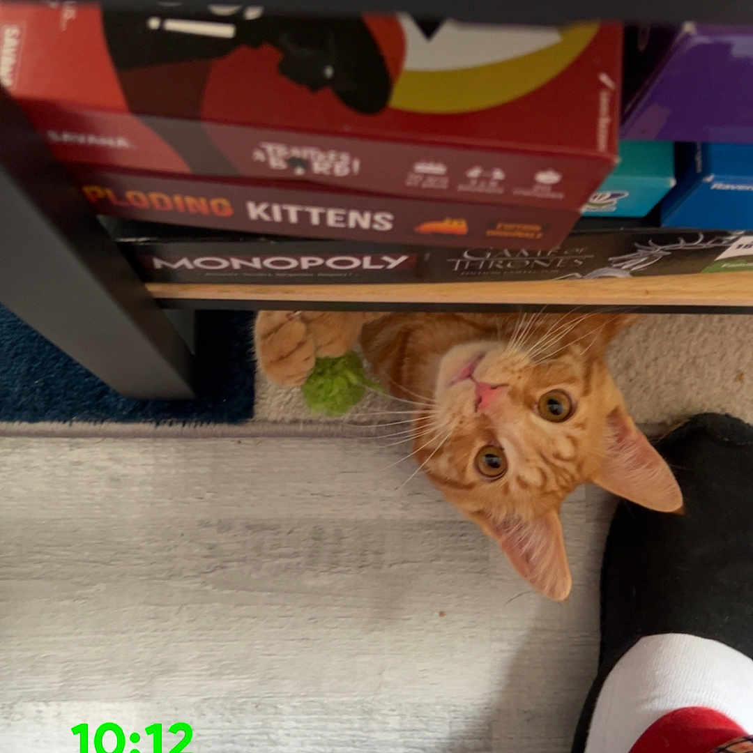 Roukin a rejoint le concours — aidez-le/la à gagner de superbes lots ! cat, orange_tabby, board_games, exploding_kittens, monopoly, shelf, floor, footwear, slipper, sock, plaid_pants, carpet, wooden_floor, pet, curious, indoor, playful, pet_peek, text_overlay, time_stamp