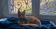 Roukin a rejoint le concours — aidez-le/la à gagner de superbes lots ! cat, ginger_cat, blue_harness, window, balcony, tree, blanket, knitted_blanket, indoor, pet, feline, resting, curious, cozy, daylight, home, animal, fur, looking, relaxed