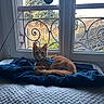 cat, ginger_cat, blue_harness, window, balcony, tree, blanket, knitted_blanket, indoor, pet, feline, resting, curious, cozy, daylight, home, animal, fur, looking, relaxed