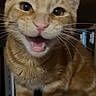 cat, orange_tabby, pet, animal, feline, mouth_open, whiskers, ears, sitting, shelf, books, indoor, curious, playful, fur, closeup, young_cat, domestic_cat, portrait, expression