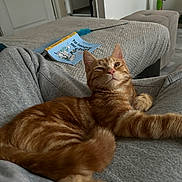 Roukin participe au concours pour gagner de l'argent avec cette photo : cat, ginger_cat, pet, indoor, relaxed, lap, cozy, furniture, blanket, book, feather_toy, floor, home, resting, domestic_animal, orange_fur, whiskers, paw, ears, cute