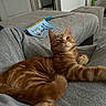cat, ginger_cat, pet, indoor, relaxed, lap, cozy, furniture, blanket, book, feather_toy, floor, home, resting, domestic_animal, orange_fur, whiskers, paw, ears, cute