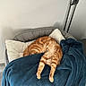 cat, orange_tabby, pet_bed, blanket, cushion, sleeping, stretching, indoor, feline, cozy, resting, fur, paw, comfort, domestic_animal, relaxation, home, blanket_texture, minimalism, nap