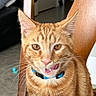 cat, ginger_cat, indoor, chair, wooden_chair, blue_collar, pet, feline, whiskers, tongue_out, close_up, orange_fur, domestic_cat, cute, animal, home, playful, sitting, portrait, fur