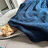 Roukin a rejoint le concours — aidez-le/la à gagner de superbes lots ! cat, orange_cat, sleeping, blanket, blue_blanket, cozy, nap, indoor, furniture, textured_surface, peaceful, relaxed, fur, whiskers, ear, resting, home, comfort, soft, quiet