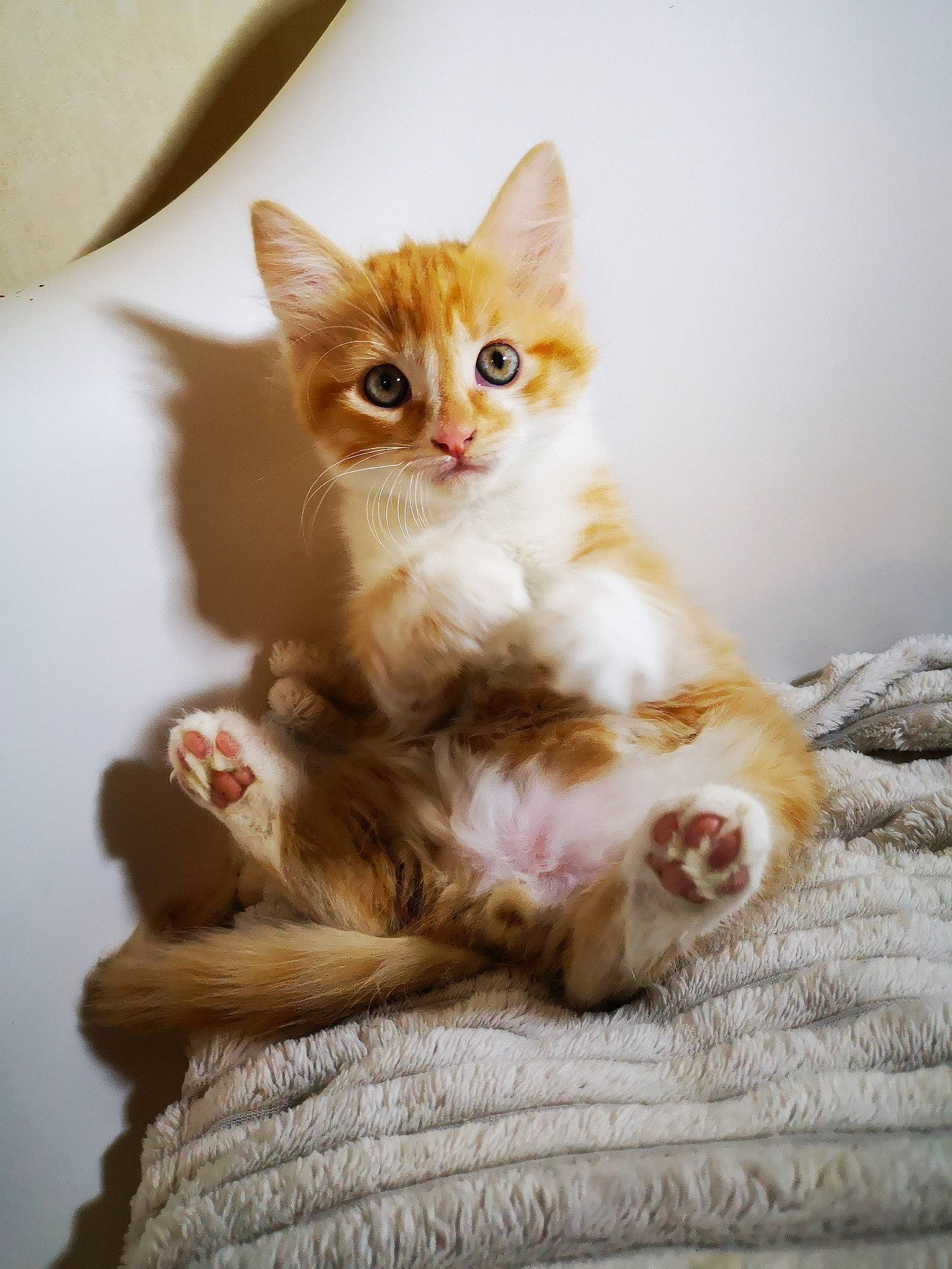 Aron a rejoint le concours — aidez-le/la à gagner de superbes lots ! carnivore, cat, claw, comfort, domestic_short_haired_cat, fawn, felidae, fur, paw, sitting, small_to_medium_sized_cats, tail, whiskers, wood