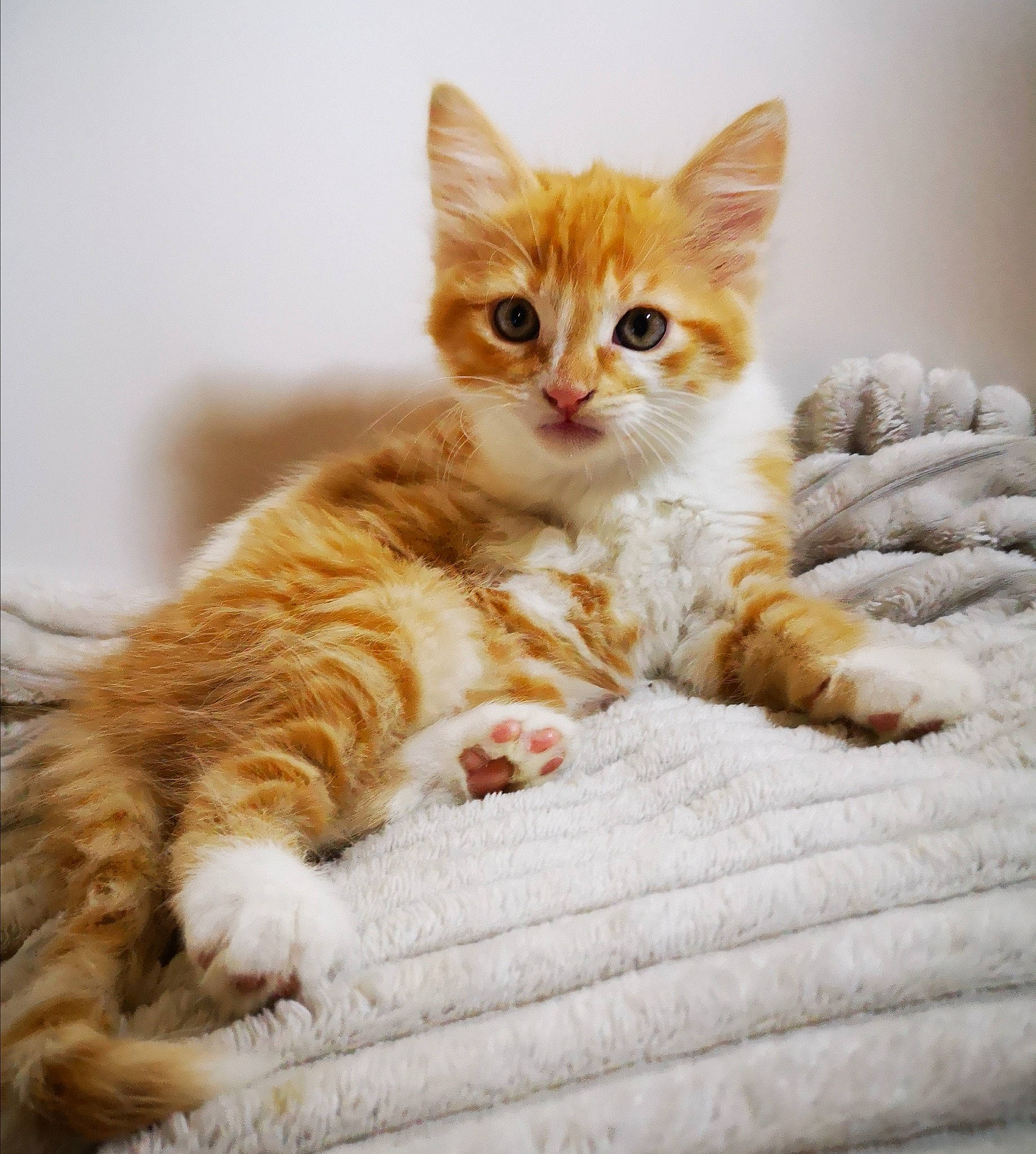 Aron participe au concours pour gagner de l'argent avec cette photo : carnivore, cat, cat_supply, claw, comfort, domestic_short_haired_cat, fawn, felidae, foot, fur, paw, sitting, small_to_medium_sized_cats, tail, whiskers