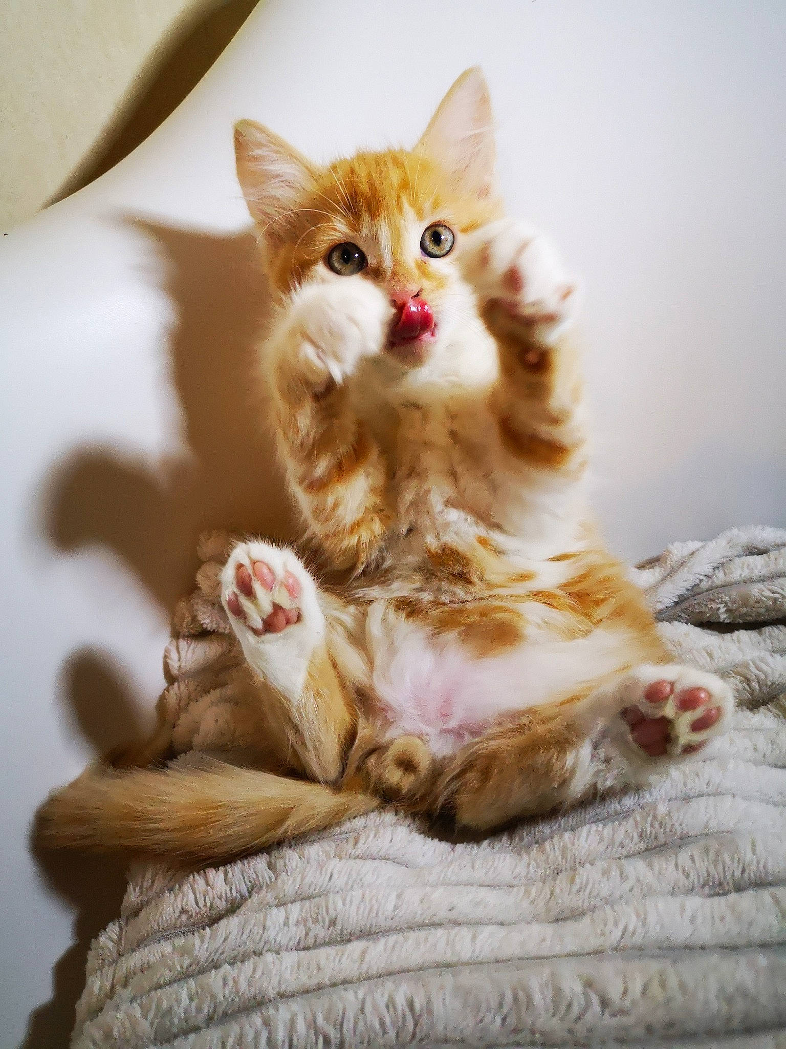 Aron a rejoint le concours — aidez-le/la à gagner de superbes lots ! carnivore, cat, claw, companion_dog, domestic_short_haired_cat, ear, fawn, felidae, fur, iris, paw, peach, sitting, small_to_medium_sized_cats, snout, tail, toy, whiskers, wood