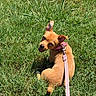 Piper joined the competition — help win amazing prizes! dog, small_dog, tan_dog, grass, green_grass, outdoor, pet, leash, collar, happy, smiling, sunny, animal, canine, nature, playful, sitting, looking_back, daylight, cute