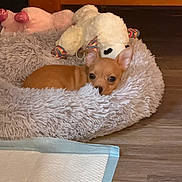Piper is registered to the contest to win money with this photo: puppy, dog, pet_bed, stuffed_toys, brown, cozy, indoor, wooden_floor, wooden_furniture, training_pad, curious, small_dog, fluffy, resting, cute, animal, home, comfort, toy, peeking