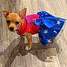 Piper is registered to the contest to win money with this photo: dog, puppy, small_dog, costume, dress, blue_skirt, red_top, stars, bow, floor, wood_floor, indoor, pet, cute, animal, canine, looking_at_camera, ears_up, standing, curious