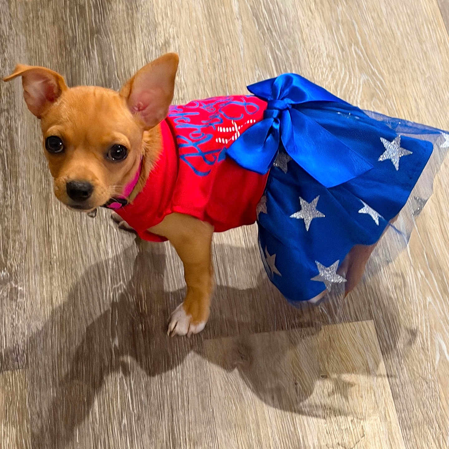 Piper