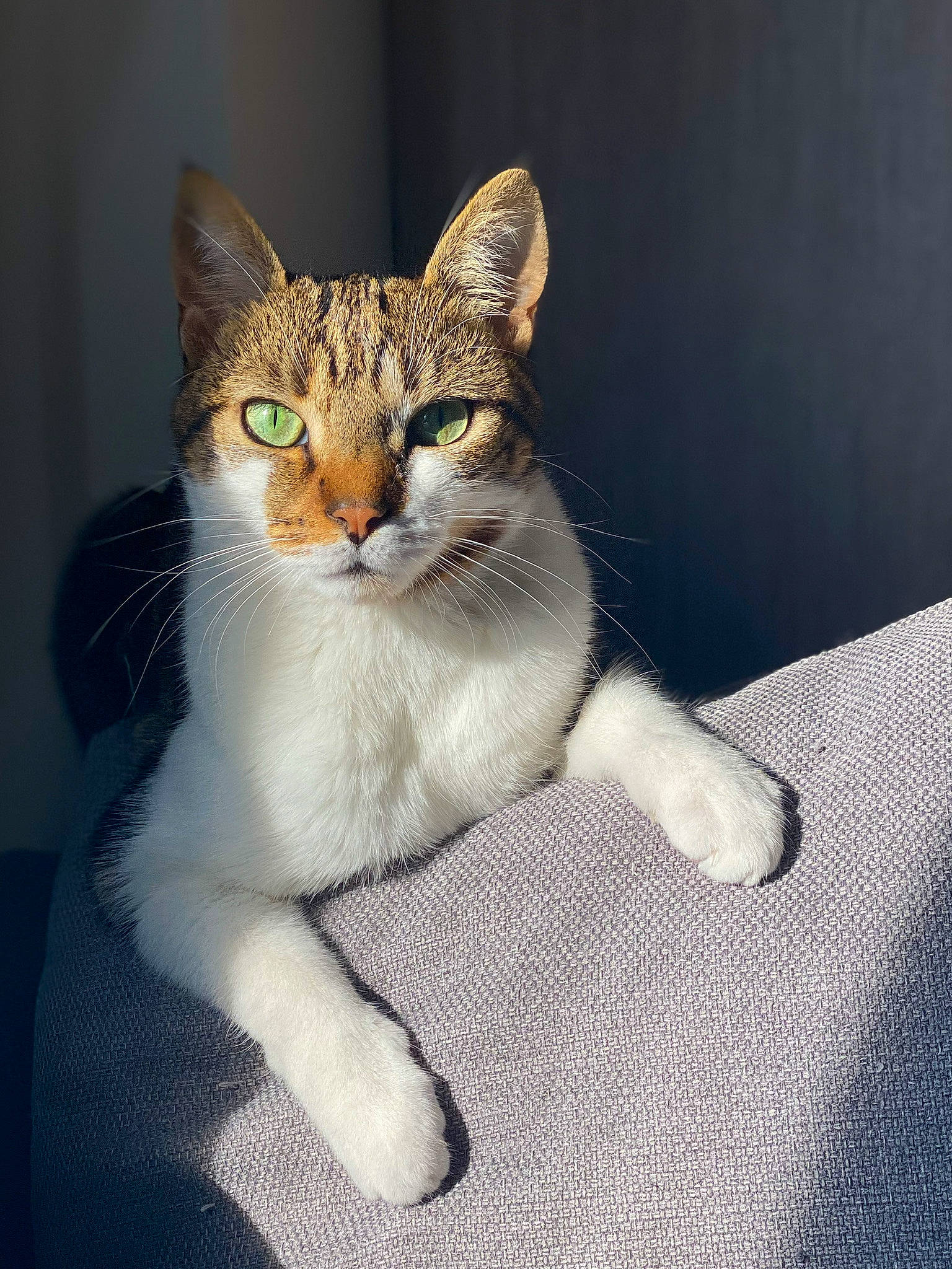 Yakari participe au concours pour gagner de l'argent avec cette photo : carnivore, cat, claw, domestic_short_haired_cat, door, eye, fawn, felidae, fur, human_body, paw, sitting, small_to_medium_sized_cats, snout, tail, terrestrial_animal, whiskers, window