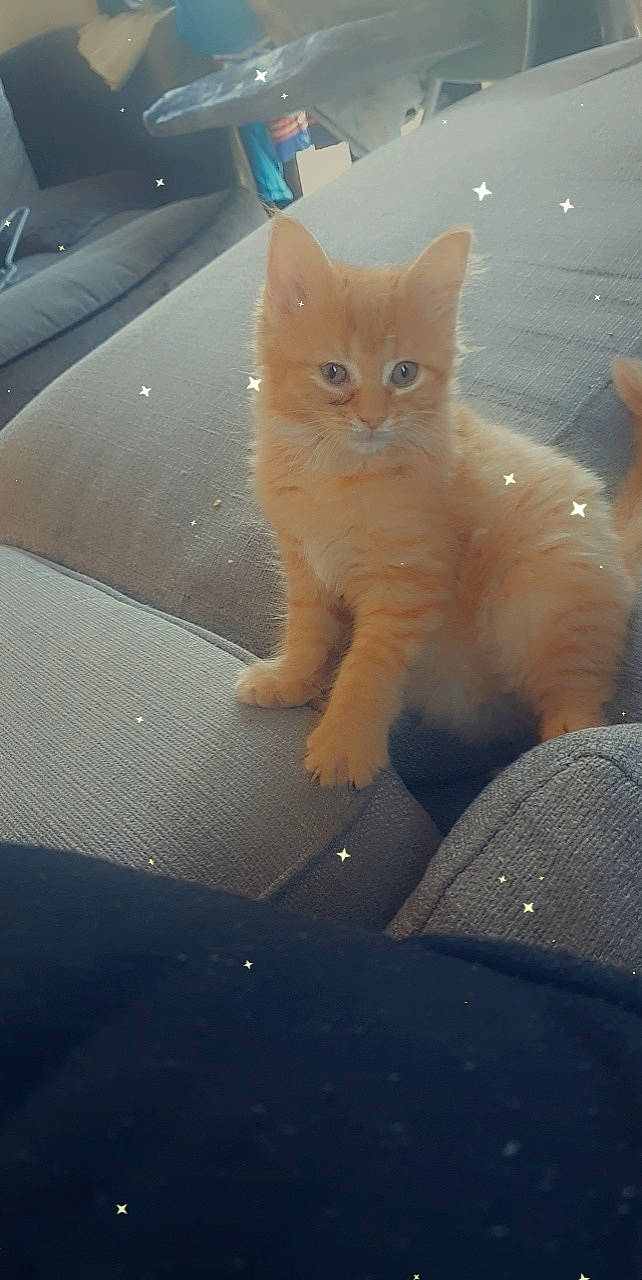 Bandit joined the competition — help win amazing prizes! automotive_lighting, automotive_window_part, carnivore, cat, domestic_short_haired_cat, eye, fawn, felidae, fur, hood, paw, small_to_medium_sized_cats, snout, tail, tints_and_shades, whiskers, window, windscreen_wiper, windshield, wood