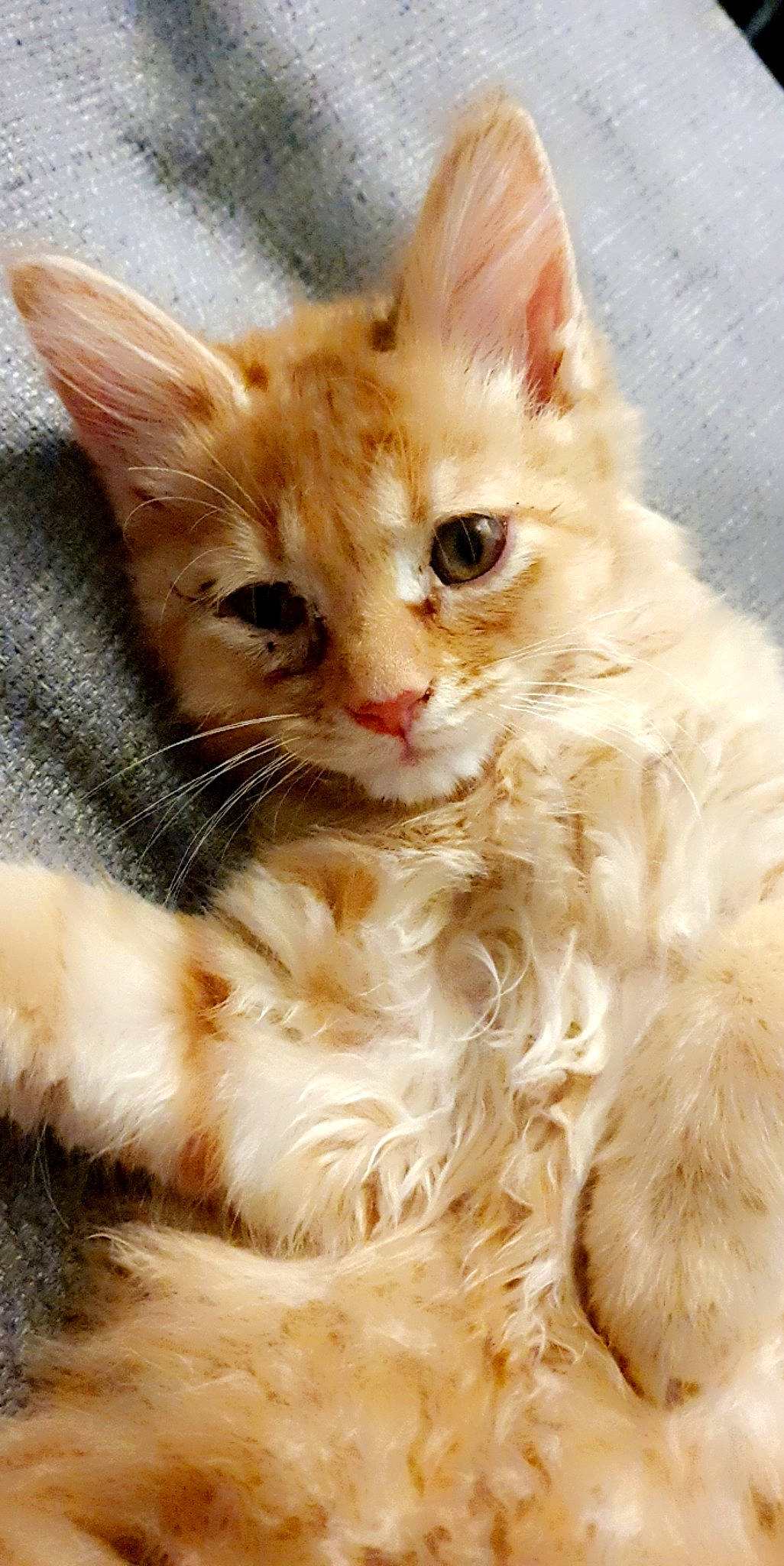 Bandit is registered to the contest to win money with this photo: carnivore, cat, claw, domestic_short_haired_cat, ear, eye, fawn, felidae, fur, iris, paw, photo_caption, small_to_medium_sized_cats, snout, tail, whiskers