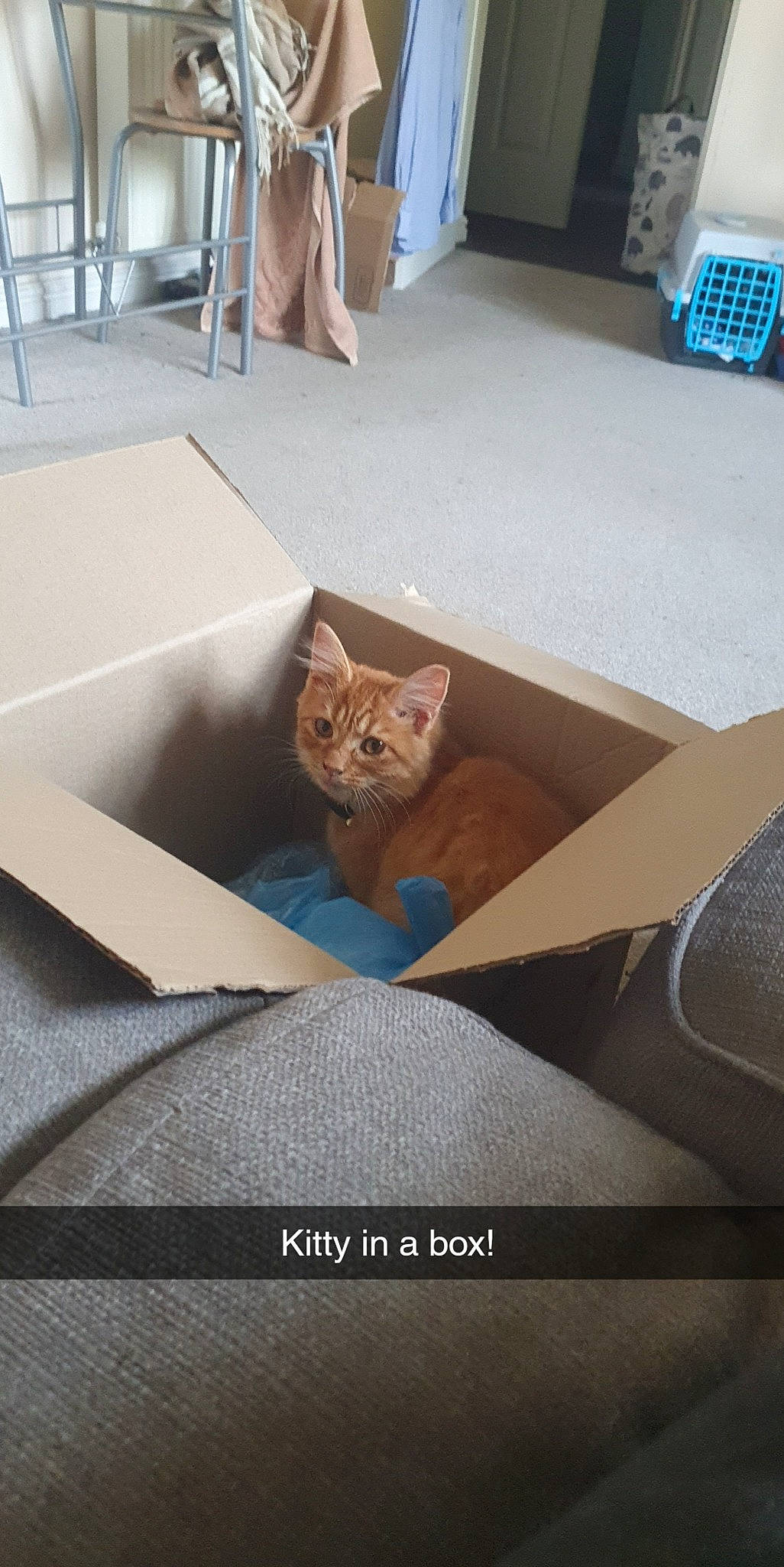 Bandit is registered to the contest to win money with this photo: box, brown, cardboard, carnivore, cat, chair, comfort, domestic_short_haired_cat, fawn, felidae, floor, flooring, hardwood, plywood, room, small_to_medium_sized_cats, tire, wheel, whiskers, wood