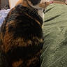 calico_cat, cat, animal, pet, feline, fur, green_blanket, indoor, bedroom, looking_back, curious, whiskers, ears, tail, cozy, domestic, mammal, sitting, close_up, household