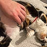 cat, calico_cat, pet, hand, blanket, indoor, fur, relaxed, sleepy, cute, animal, domestic_cat, paw, texture, human, resting, comfort, white, orange, black