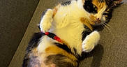 Tylia participe au concours pour gagner de l'argent avec cette photo : cat, calico_cat, pet, indoor, couch, relaxed, lying_down, fur, paws, animal, wooden_floor, window, glass_door, cozy, domestic, mammal, whiskers, closeup, resting, cute