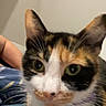 cat, calico_cat, pet, animal, close_up, indoor, feline, whiskers, ears, green_eyes, fur, face, resting, bed, human_arm, curious, domestic_animal, mammal, cute, companion