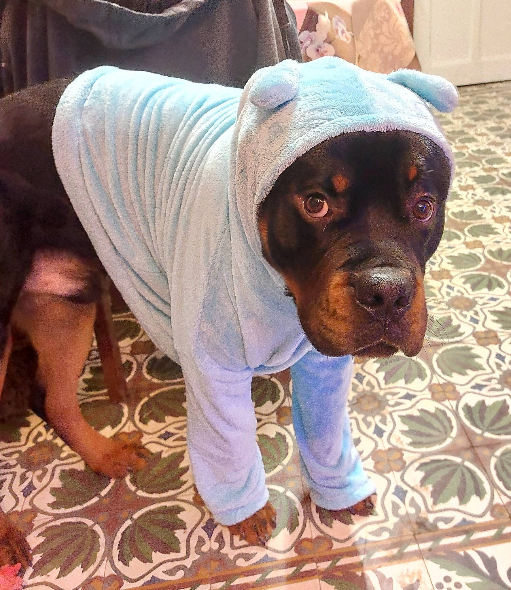 Sam participe au concours pour gagner de l'argent avec cette photo : canidae, carnivore, companion_dog, dog, dog_breed, dog_clothes, fawn, flooring, fur, liver, selfie, sitting, sleeve, snout, sporting_group, sunglasses, t_shirt, toy_dog, whiskers, working_animal