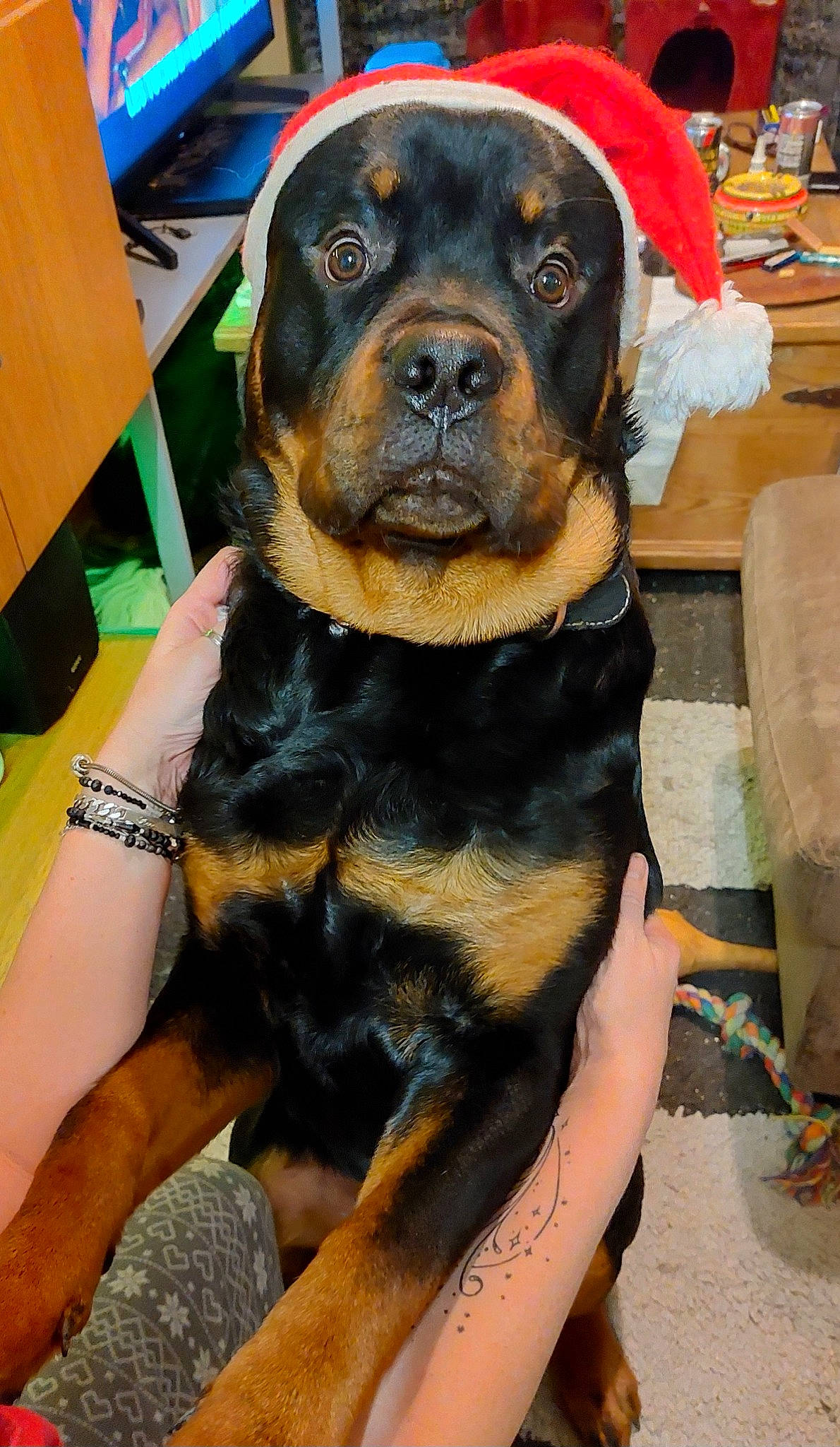 Sam participe au concours pour gagner de l'argent avec cette photo : box, canidae, carnivore, chair, companion_dog, dog, dog_breed, fawn, fur, guard_dog, hunting_dog, molosser, rottweiler, snout, sporting_group, working_animal, working_dog