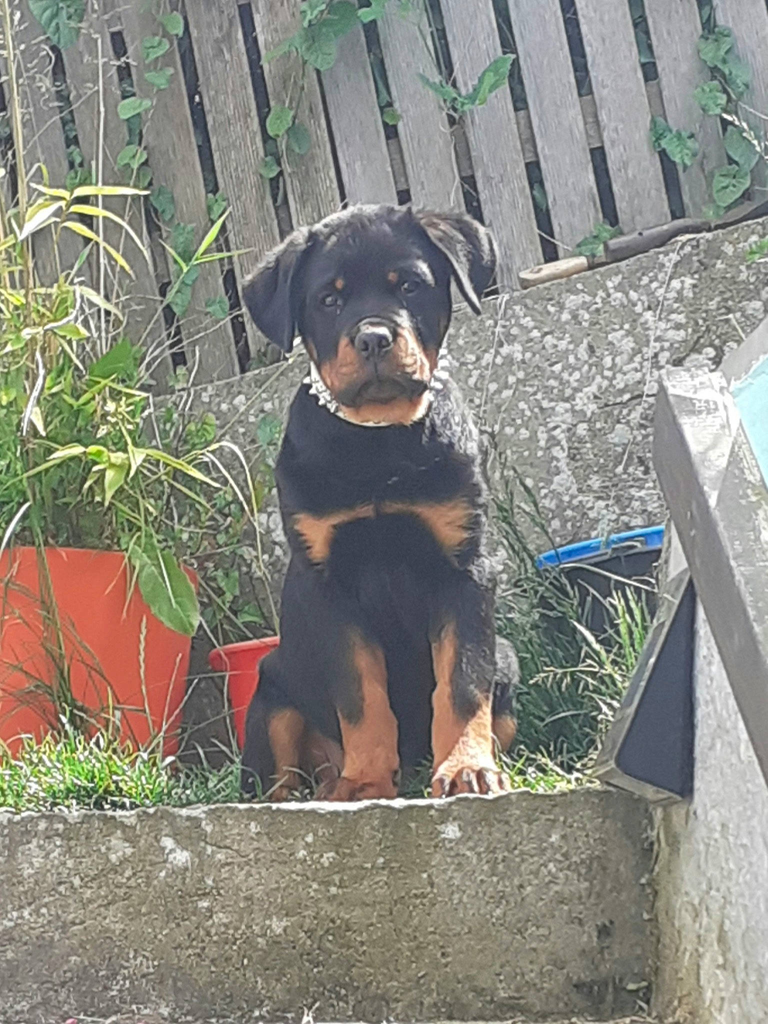 Sam a rejoint le concours — aidez-le/la à gagner de superbes lots ! beaglier, canidae, carnivore, collar, companion_dog, dog, dog_breed, dog_collar, dog_supply, fawn, grass, pet_supply, plant, rottweiler, snout, sporting_group, tail, terrestrial_animal, working_animal, working_dog