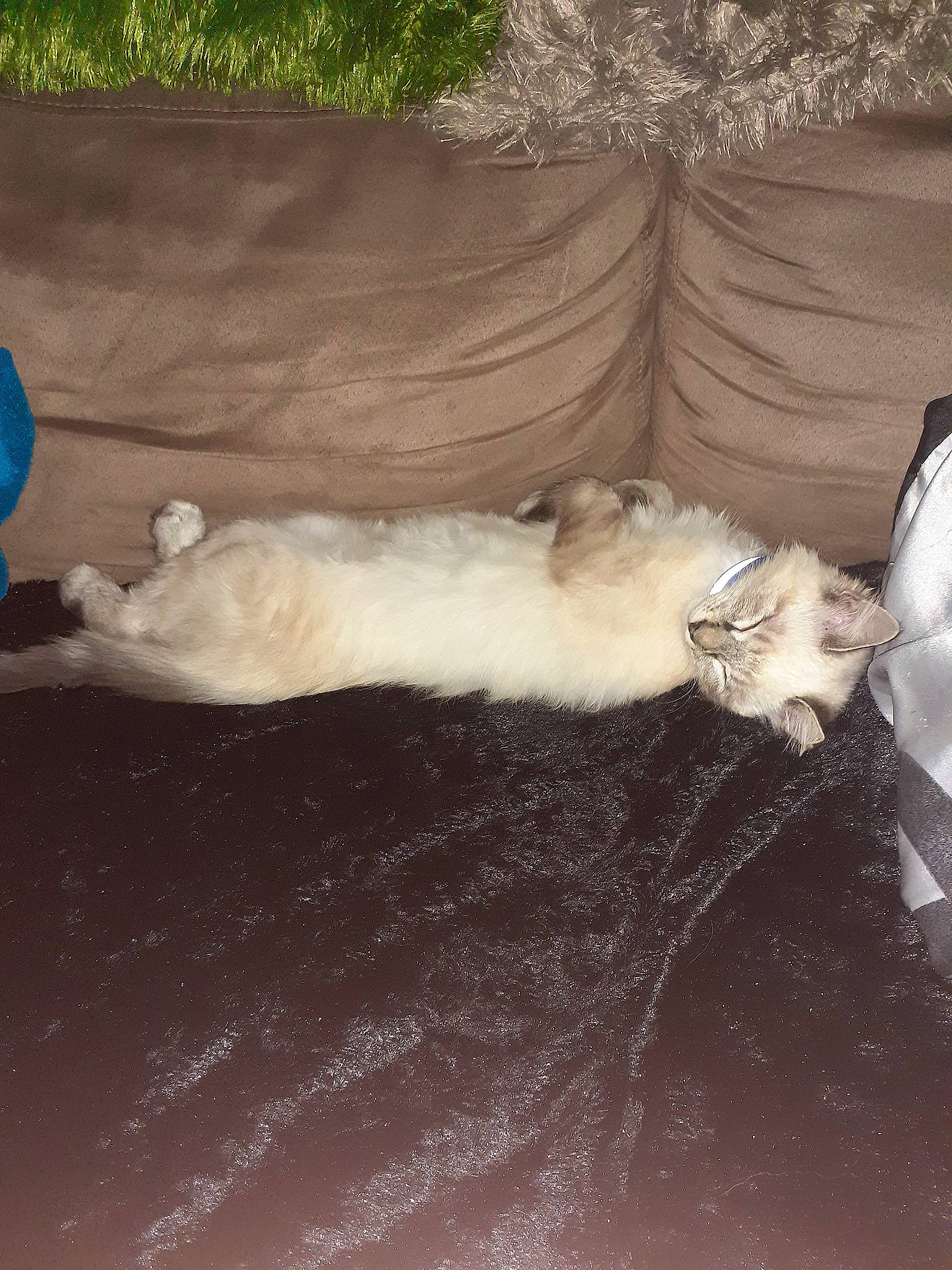 Gyzmo participe au concours pour gagner de l'argent avec cette photo : canidae, carnivore, cat, comfort, companion_dog, couch, dog_breed, domestic_short_haired_cat, fawn, felidae, flooring, fur, grass, hardwood, paw, small_to_medium_sized_cats, sporting_group, tail, whiskers, wood