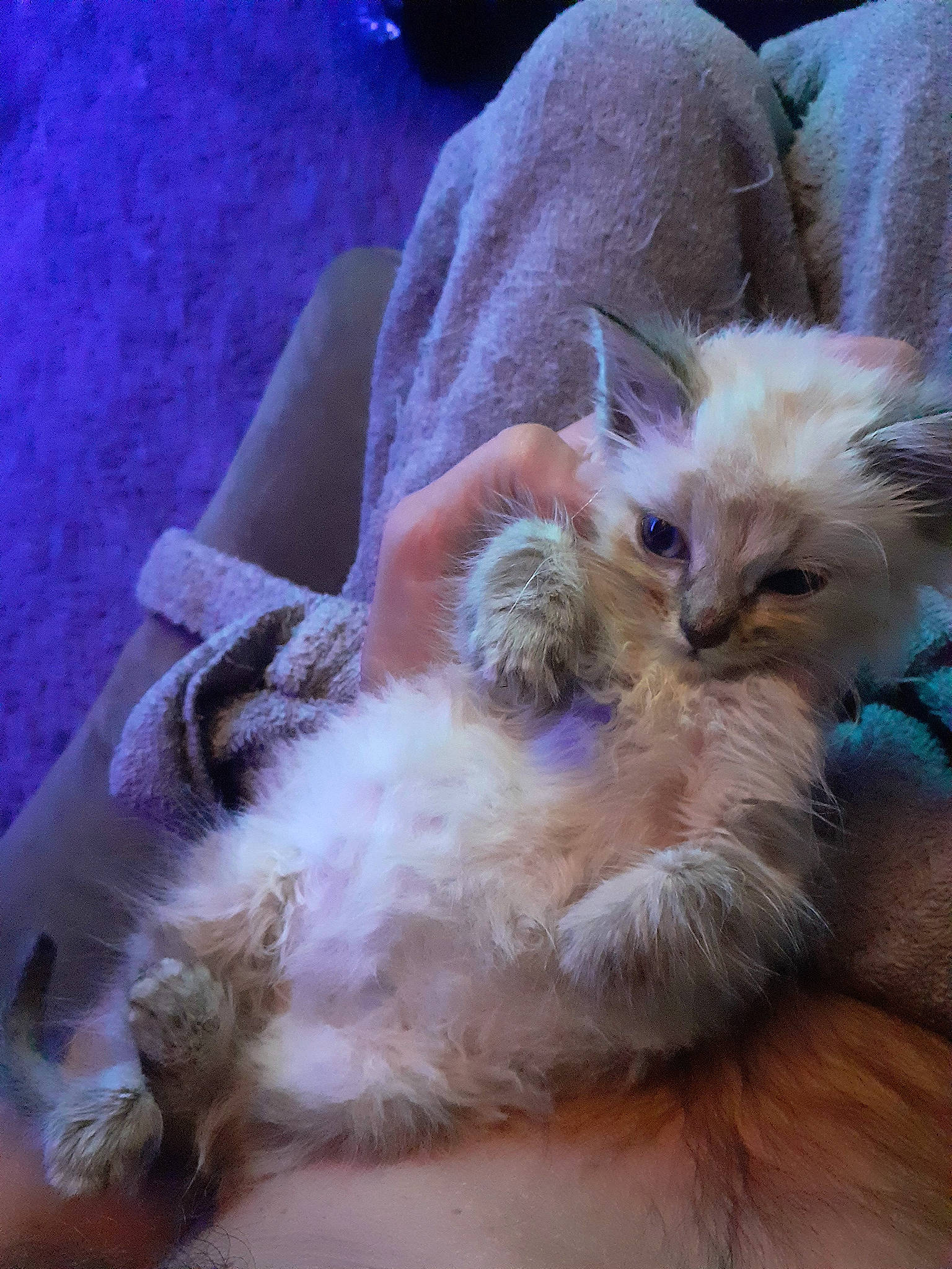 Gyzmo a rejoint le concours — aidez-le/la à gagner de superbes lots ! carnivore, cat, claw, companion_dog, ear, electric_blue, fawn, felidae, fur, paw, small_to_medium_sized_cats, tail, terrestrial_animal, whiskers