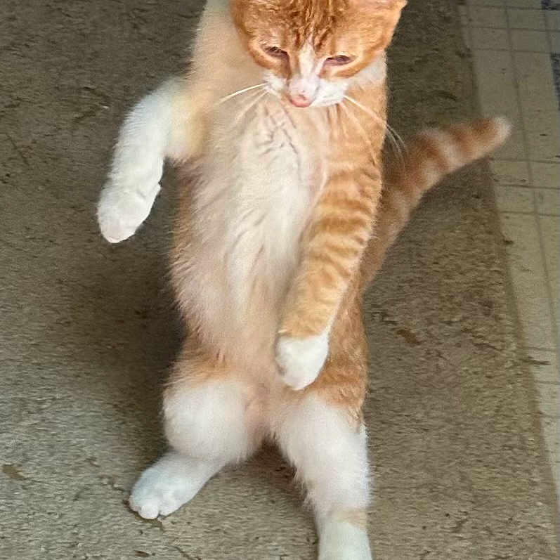 Jasper joined the competition — help win amazing prizes! cat, kitten, orange_and_white, standing, hind_legs, paws, tail, whiskers, fur, striped, indoor, carpet, floor, portrait, animal, cute, funny, upright, fluffy, pet