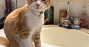 Jasper is registered to the contest to win money with this photo: cat, kitten, orange_and_white, pet, animal, sitting, portrait, close_up, bathroom, sink, countertop, faucet, mirror, toiletries, indoors, whiskers, ears, eyes, collar, domestic_animal