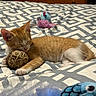 Jasper joined the competition — help win amazing prizes! cat, kitten, orange_cat, white_fur, sleeping, sleepy, cute, pet, animal, bed, bedroom, bedding, patterned_blanket, toy, fuzzy_ball, plush_toy, indoor, relaxed, lying_down, whiskers