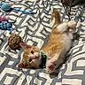 Jasper is registered to the contest to win money with this photo: kitten, cat, ginger_cat, white_fur, lying_down, playful, cute, pet, animal, green_harness, raised_paws, pink_paw_pads, yarn_ball, cat_toys, bed, bedding, indoor, portrait, fluffy_fur, relaxed